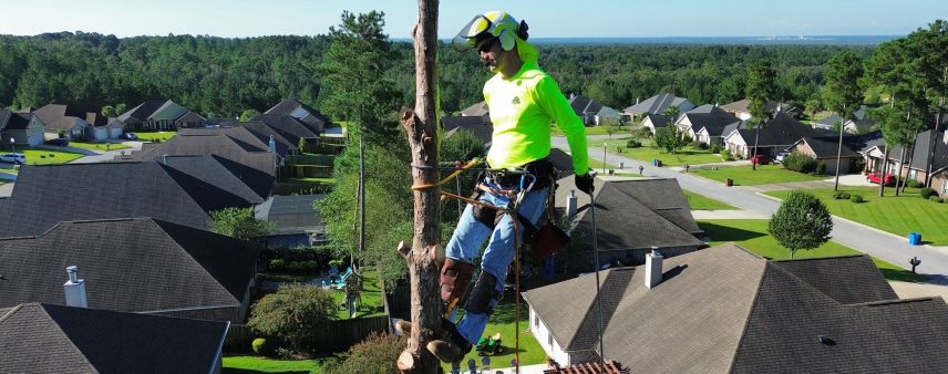 When Is It Safe to Climb a Tree for Removal